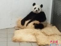 2016年首只海外大熊猫宝宝在比利时出生