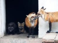 济南赤狐生诞下幼仔 其中一只浑身黑色
