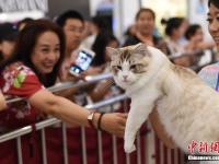 百余只“喵星人”同台争艳卖萌 观众大饱眼福