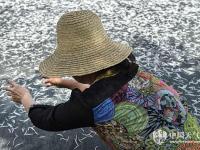 重庆三峡库区浮现大量银鱼