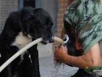 武警重庆总队警犬班 萌犬叼水管帮主人洗头