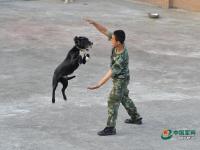 武警重庆总队警犬班 萌犬叼水管帮主人洗头