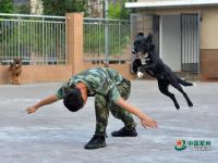 武警重庆总队警犬班 萌犬叼水管帮主人洗头