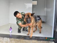武警重庆总队警犬班 萌犬叼水管帮主人洗头