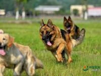 武警重庆总队警犬班 萌犬叼水管帮主人洗头