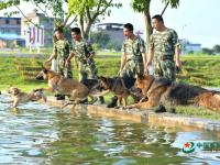 武警重庆总队警犬班 萌犬叼水管帮主人洗头