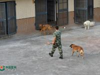 武警重庆总队警犬班 萌犬叼水管帮主人洗头