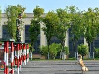 武警重庆总队警犬班 萌犬叼水管帮主人洗头