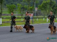 武警重庆总队警犬班 萌犬叼水管帮主人洗头