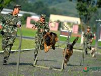 武警重庆总队警犬班 萌犬叼水管帮主人洗头