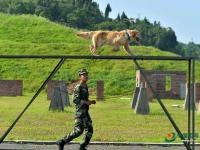 武警重庆总队警犬班 萌犬叼水管帮主人洗头