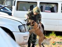武警重庆总队警犬班 萌犬叼水管帮主人洗头