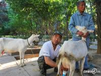 城中村村民租地养羊 面包车拉羊进城卖奶