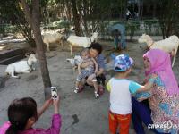 城中村村民租地养羊 面包车拉羊进城卖奶