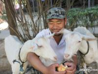 城中村村民租地养羊 面包车拉羊进城卖奶