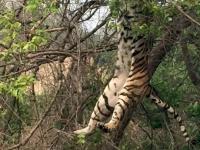 老虎树上狩猎猴子 不慎摔个大马趴