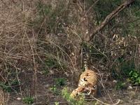 老虎树上狩猎猴子 不慎摔个大马趴