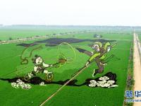 巨幅稻田画《大闹天宫》亮相沈阳