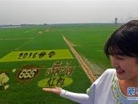 巨幅稻田画《大闹天宫》亮相沈阳
