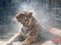 山东济南动物园“花式”为动物消暑