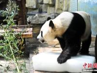 山东济南动物园“花式”为动物消暑