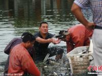 村民因暴雨将转移 鱼塘中忍痛捞鱼贱卖