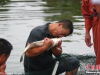村民因暴雨将转移 鱼塘中忍痛捞鱼贱卖