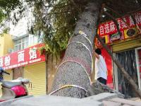 大树砸中饭店无人管 办事处：处理太费劲