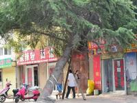 大树砸中饭店无人管 办事处：处理太费劲