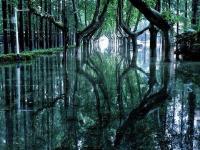暴雨过后 南理工的“奇幻森林”