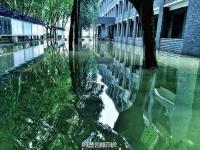 暴雨过后 南理工的“奇幻森林”