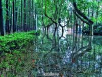 暴雨过后 南理工的“奇幻森林”