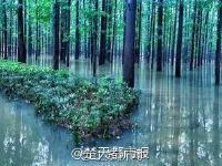 暴雨过后 南理工的“奇幻森林”