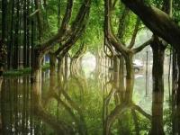 暴雨过后 南理工的“奇幻森林”