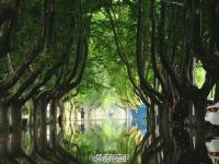 暴雨过后 南理工的“奇幻森林”