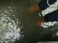 网友直击各地暴雨洪灾现场：你的家乡还好吗？