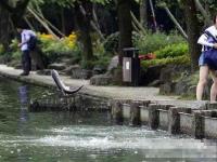 杭州西湖现“鱼跃龙门”奇景 条条都是刘翔