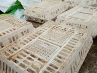 四川一兔舍被大风刮塌 万余只兔子被砸死