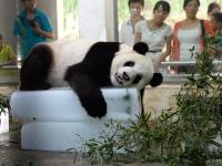 炎炎夏日中的动物们 解暑降温也卖萌