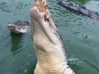 游客在破旧的“铁皮船”上钓鳄鱼 场面惊险