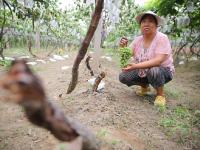 西安数万棵将成熟葡萄树被砍 村民疑因征地拆迁