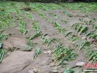重庆遭暴雨袭击 肥猪被冲跑淹死