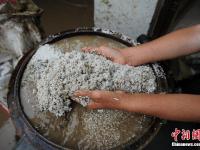 重庆遭暴雨袭击 肥猪被冲跑淹死