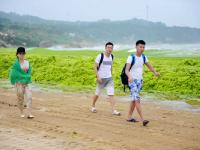 青岛浒苔被冲上沙滩 堆积如山场面壮观