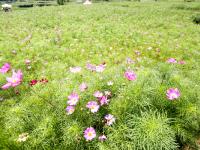 邵阳300亩欧式花海烂漫