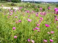 邵阳300亩欧式花海烂漫