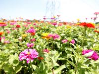 邵阳300亩欧式花海烂漫