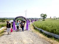 邵阳300亩欧式花海烂漫