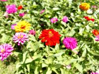 邵阳300亩欧式花海烂漫