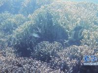 三沙发现世界最深海洋蓝洞 获名“永乐龙洞”